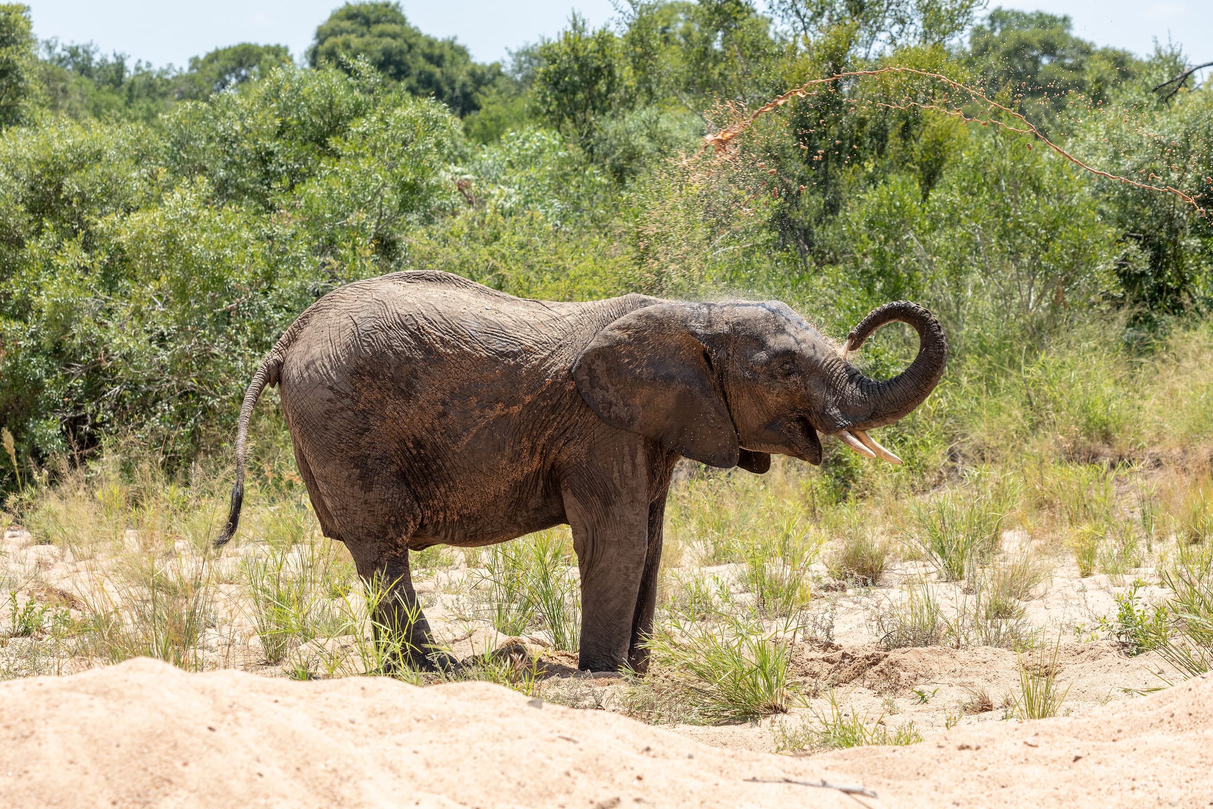 Kruger National Park